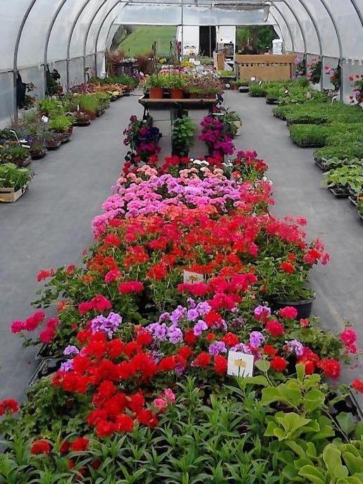pepiniere-perisson-fleurs