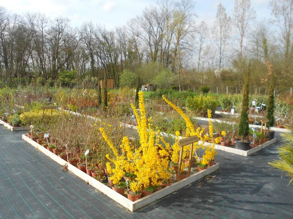 plants-pepiniere