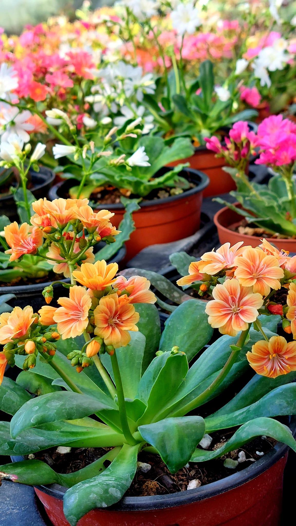 Fleur vivace