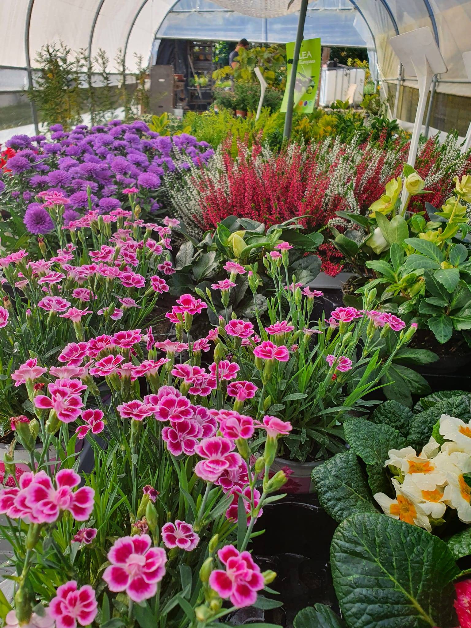 Fleurs vivaces-pepiniere